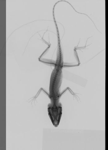 Media type: image;   Herpetology R-189253